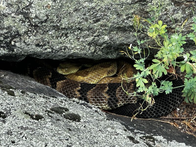 Timber Rattlesnakes Heading Back To Rocky Dens