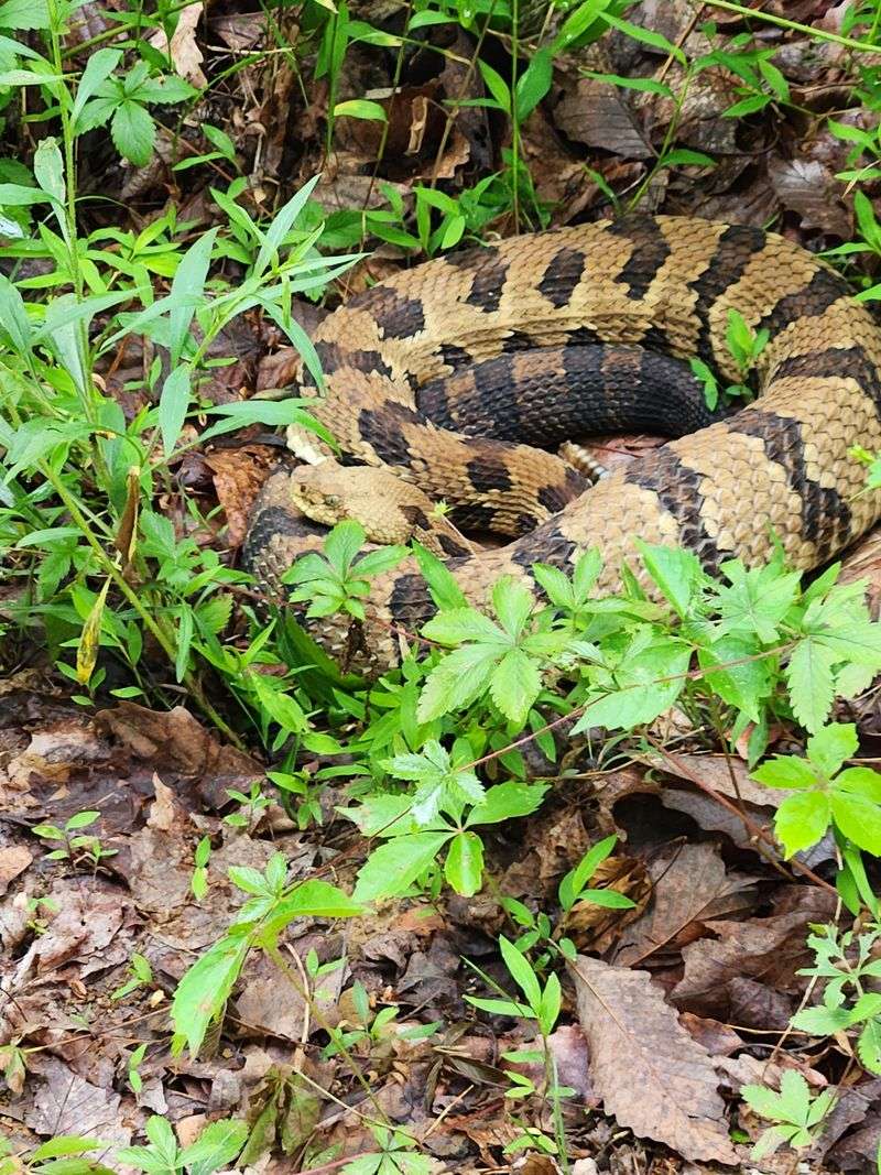 Timber Rattlesnakes In Forested South-Central Ridges