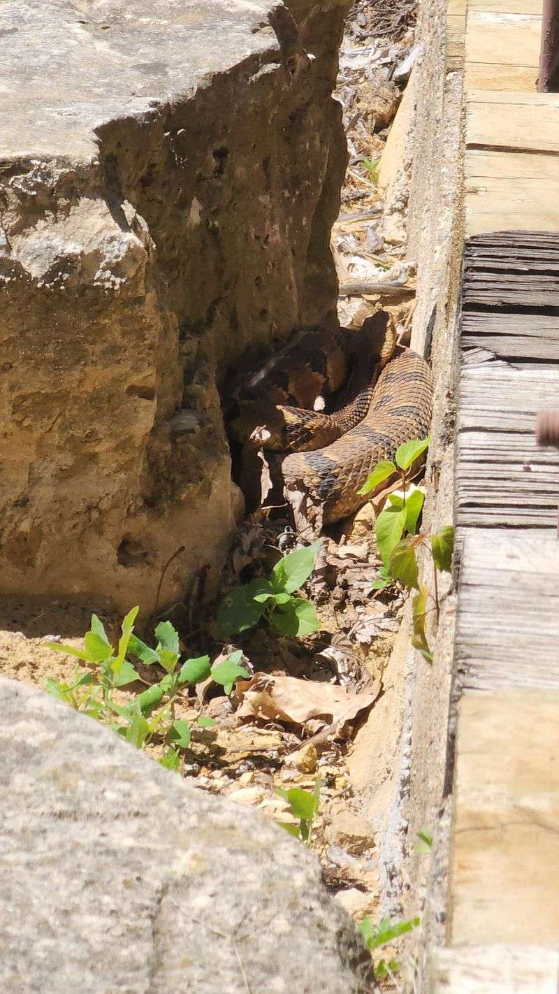 Timber Rattlesnakes Near Rock Walls