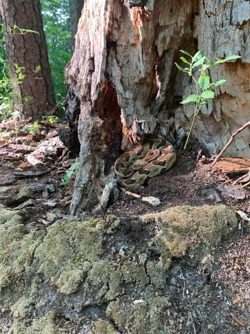 Timber Rattlesnakes Near Rocky Woodlands