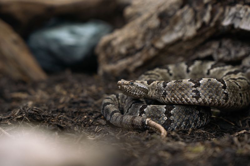 Timber Rattlesnakes On The Woodland Edge