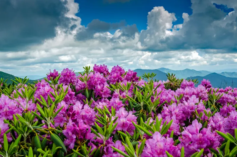 Time A Visit With The Bakersville Rhododendron Festival Time A Visit With The Bakersville Rhododendron Festival