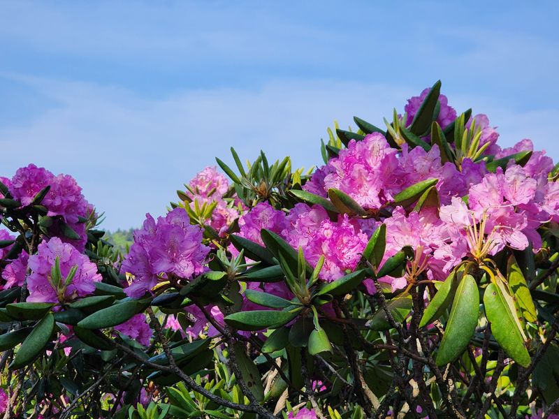 Time The Trip Around Two Bloom Seasons Time The Trip Around Two Bloom Seasons