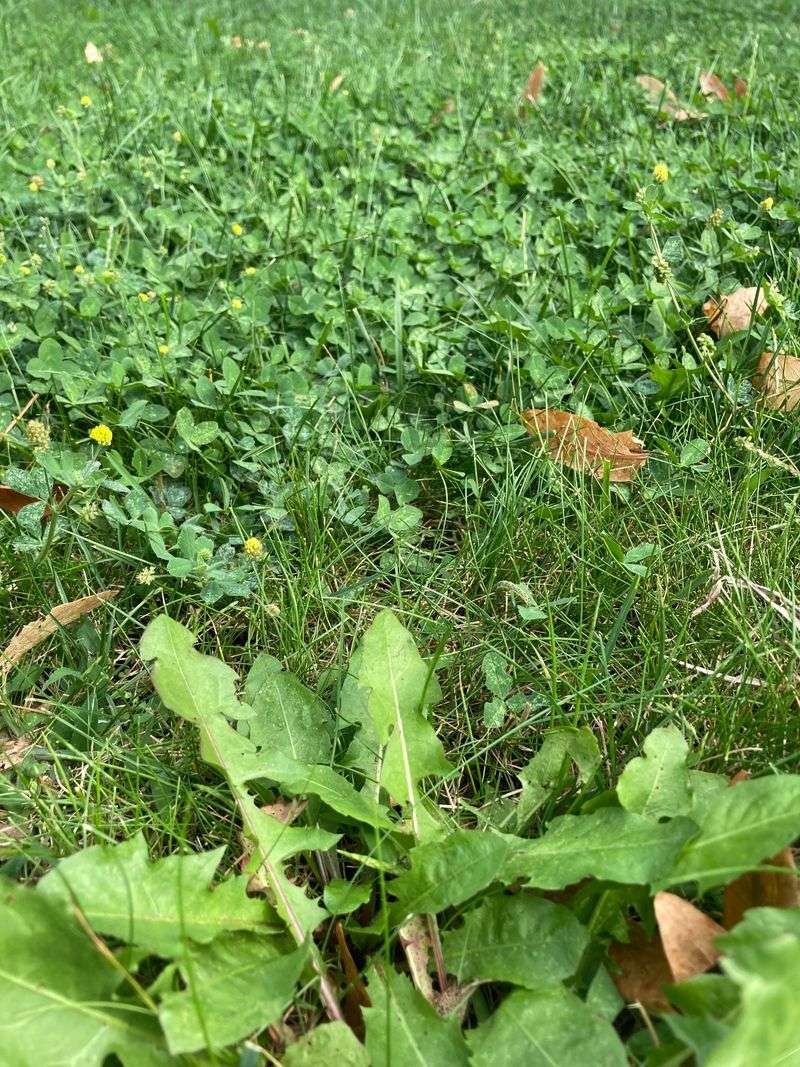 Time Winter Weed Prevention Carefully Time Winter Weed Prevention Carefully