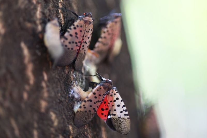 Time Your Search From Fall Into Early Spring