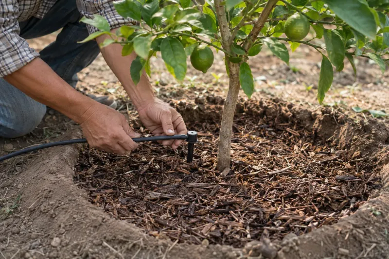 Time watering for your Arizona tree and system