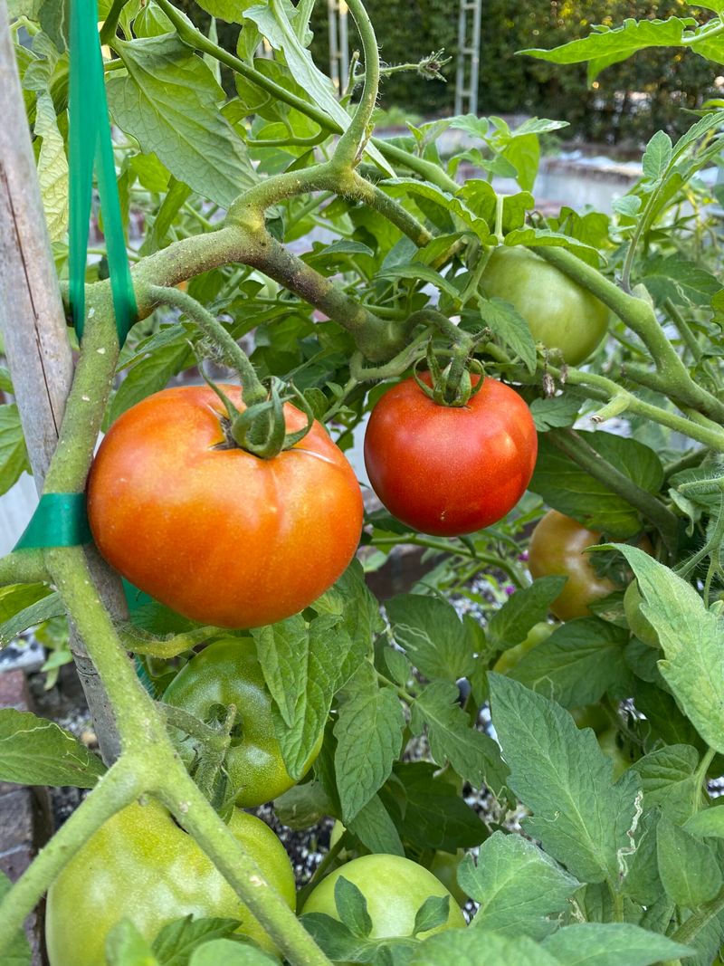 Timing Depends Heavily On Which Part Of The State You Garden In