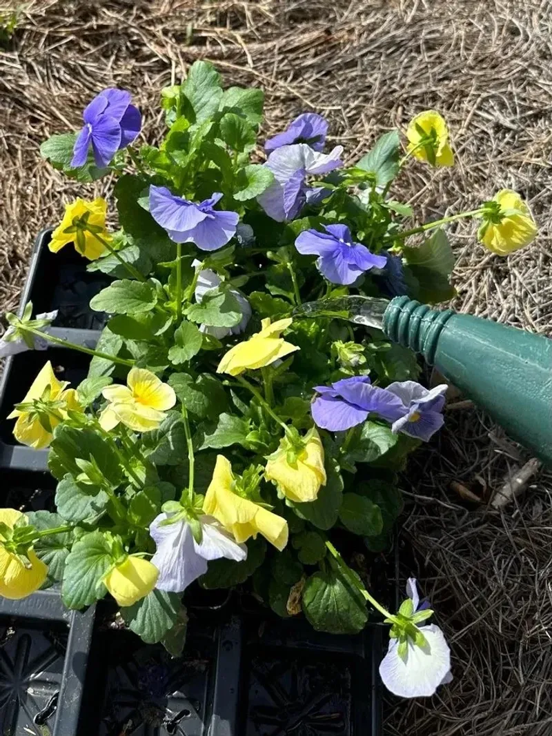 Timing Depends On Soil Temperature, Not Just The Calendar