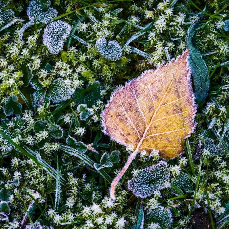Timing Is Everything Before The New York First Frost
