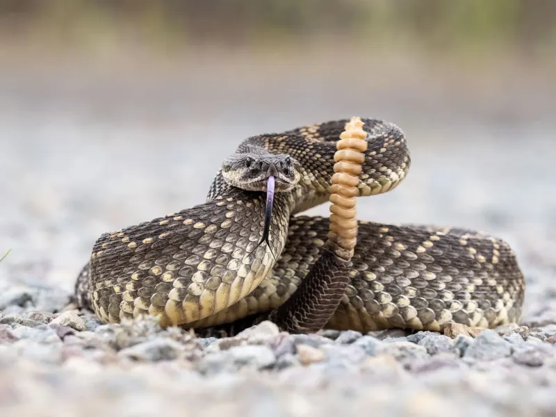 Timing Matters: When Snakes Are Most Likely Around Timing Matters: When Snakes Are Most Likely Around