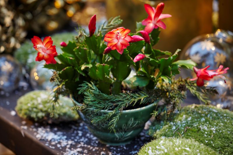 Timing Your Routine For Holiday Blooms Timing Your Routine For Holiday Blooms