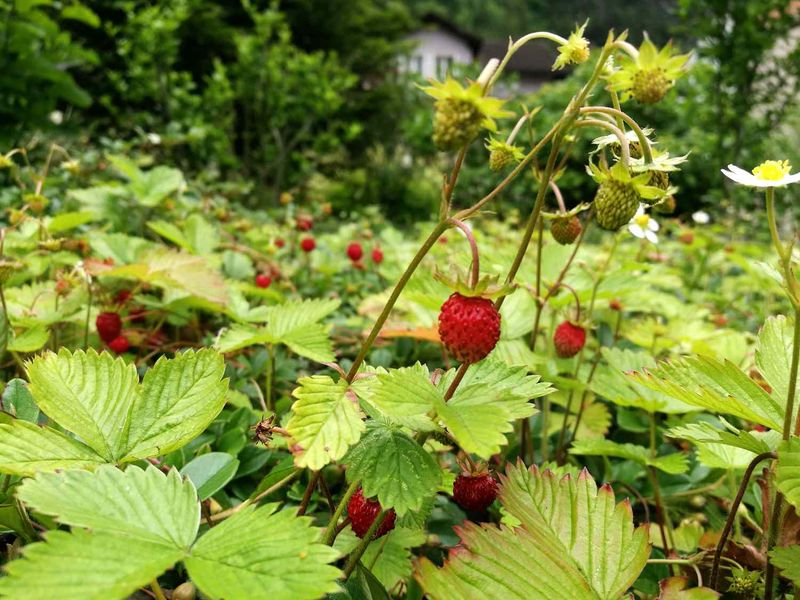 Tiny Berries For People And Wildlife
