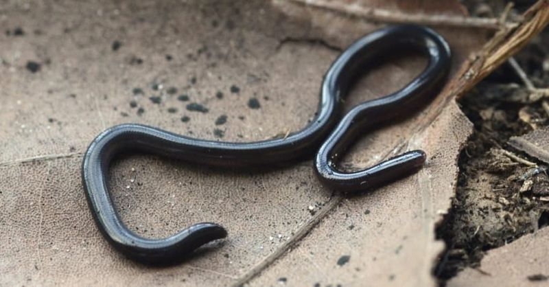 Tiny Blind Snakes Burrow In Flower Beds Tiny Blind Snakes Burrow In Flower Beds