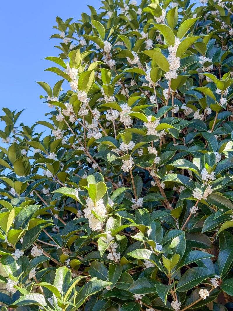 Tiny Cream Or Orange Blossoms Hide Among Glossy Leaves