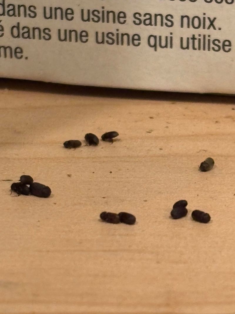 Tiny Droppings Along The Grass Paths