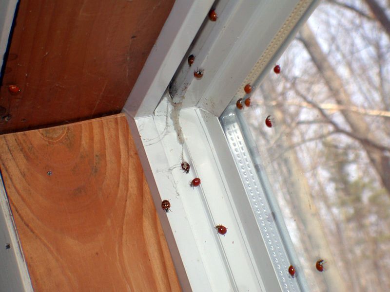 Tiny Gaps Around Windows And Siding Let Them In