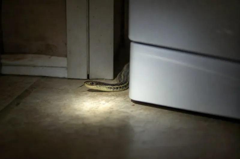 Tiny Gaps Let Snakes Slip Inside Tiny Gaps Let Snakes Slip Inside