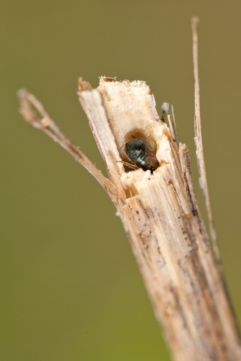 Tiny Nurseries Hidden Inside Your Garden Stalks