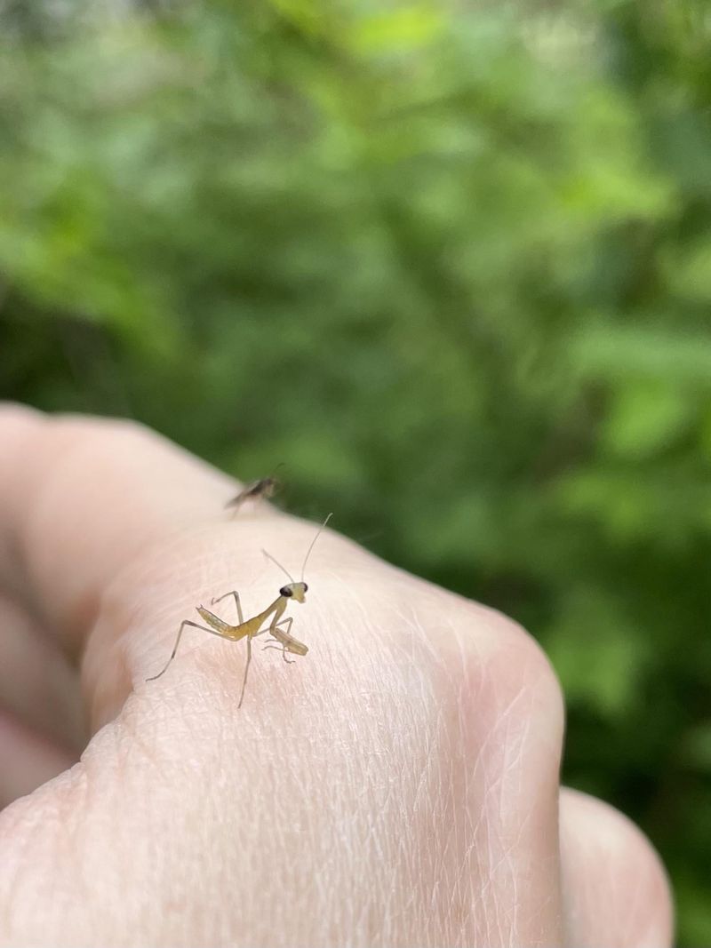Tiny Nymphs Emerging In Late Spring