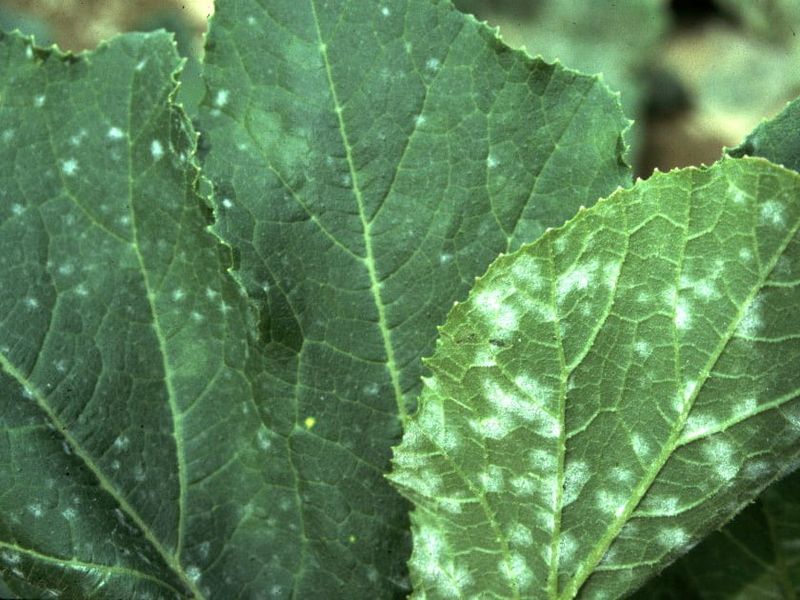 Tiny Pale Spots Can Signal Septoria Leaf Spot Tiny Pale Spots Can Signal Septoria Leaf Spot