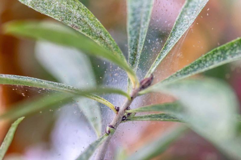 Tiny Pests Love Your Warm Living Room Too