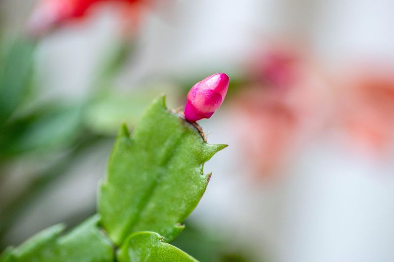 Tiny Pink Tips Mean Buds Are On The Way Tiny Pink Tips Mean Buds Are On The Way