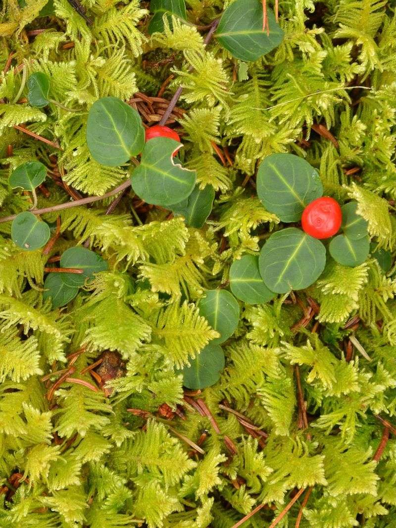 Tiny Red Berries Brighten Partridgeberry's Evergreen Mat Through Winter