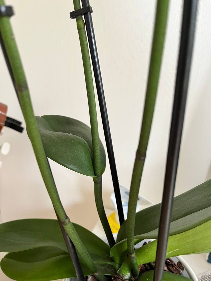 Tiny Scales Along The Stem That Settle The Question Tiny Scales Along The Stem That Settle The Question