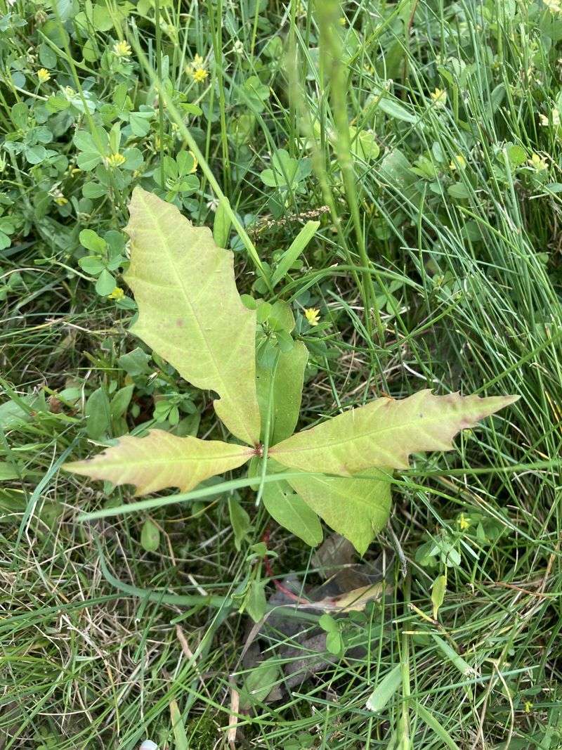 Tiny Seedlings May Pop Up Without Your Help