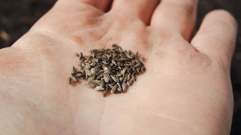 Tiny Seeds Gardeners Should Skip Soaking Tiny Seeds Gardeners Should Skip Soaking