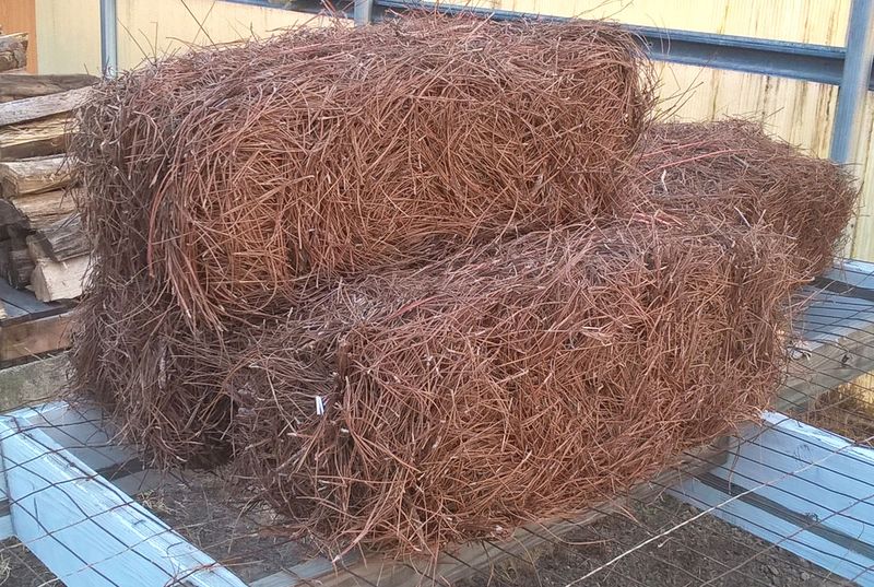 Tiny Spores Can Ride Along In Bales From Infested Pine Stands