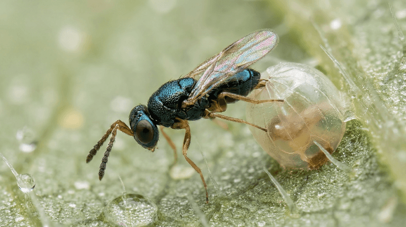 Tiny Trichogramma Wasps Target Moth Eggs