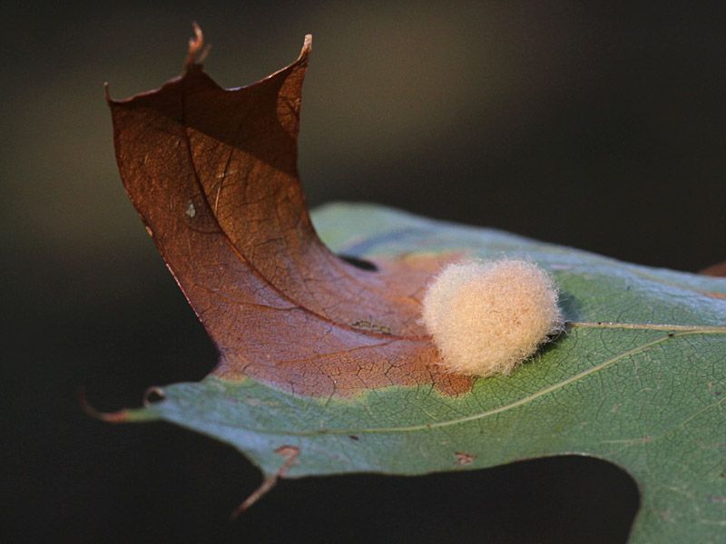 Tiny Wasps Trigger The Tree To Build Them