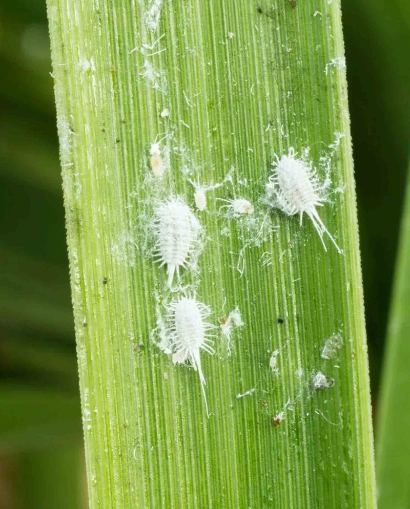 Tiny White Insects Can Hide Deep In The Grass