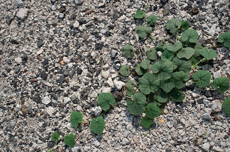 Tiny Winter Sprouts Are Easiest To Catch Right Now