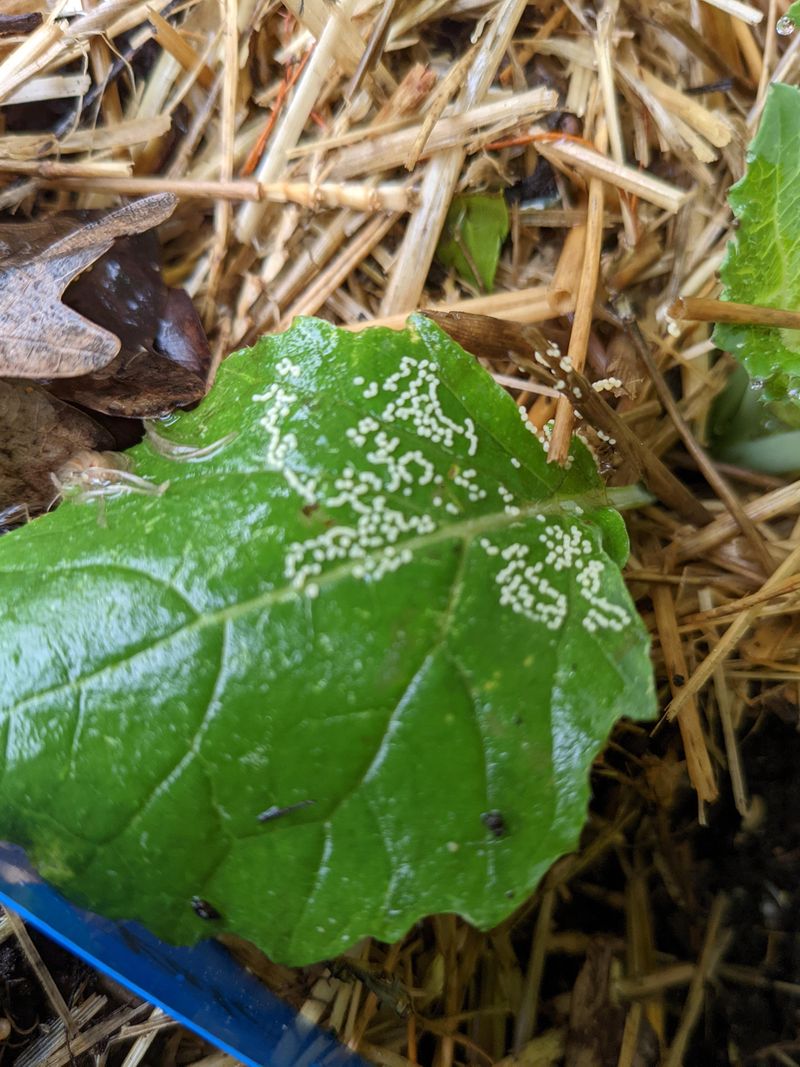 Tiny Yellow Eggs Mean More Caterpillars Are Coming Tiny Yellow Eggs Mean More Caterpillars Are Coming