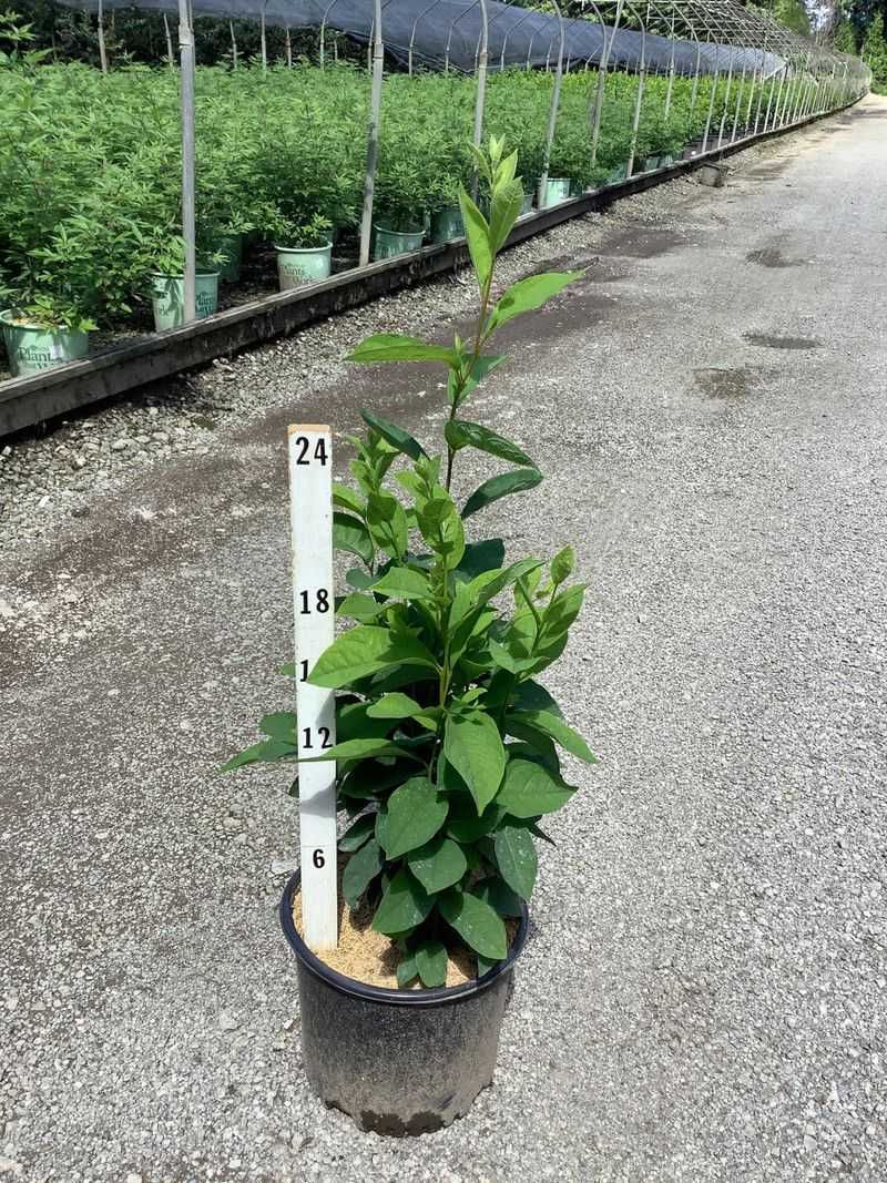 Tips For Planting It Successfully Tips For Planting It Successfully