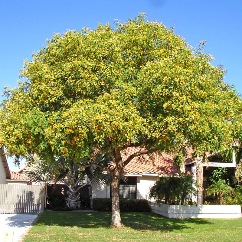 Tipu Tree
