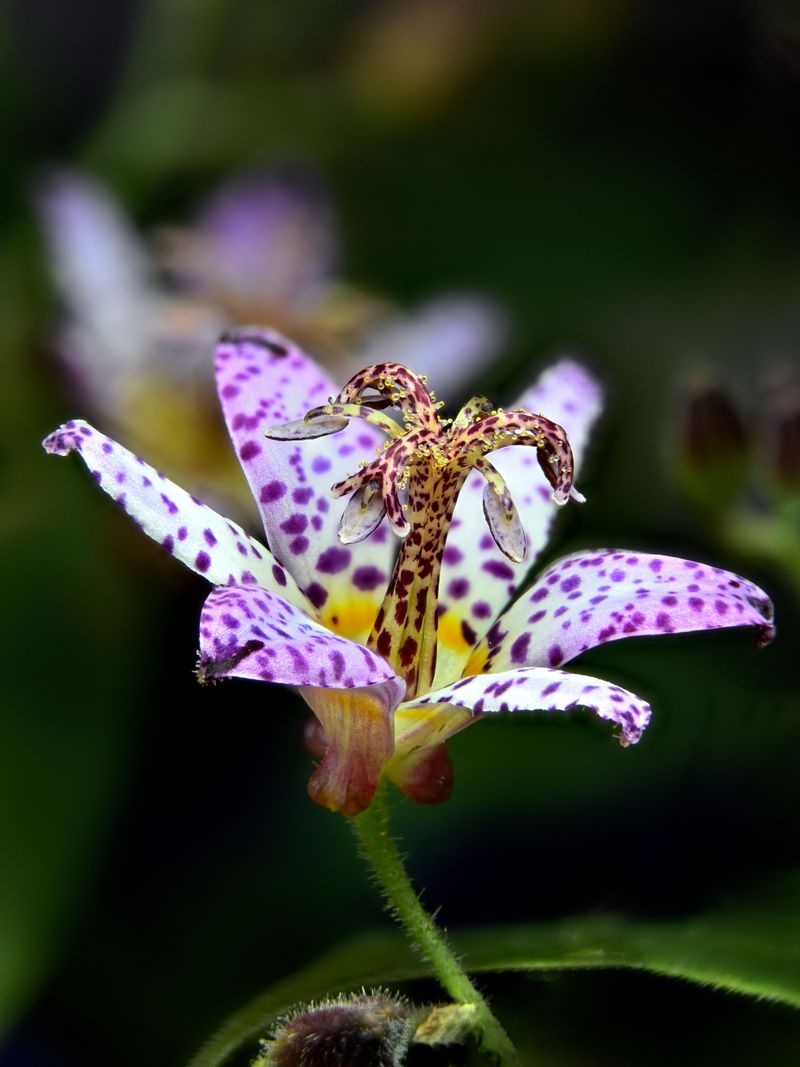 Toad Lilies For Speckled Shade Surprises Toad Lilies For Speckled Shade Surprises