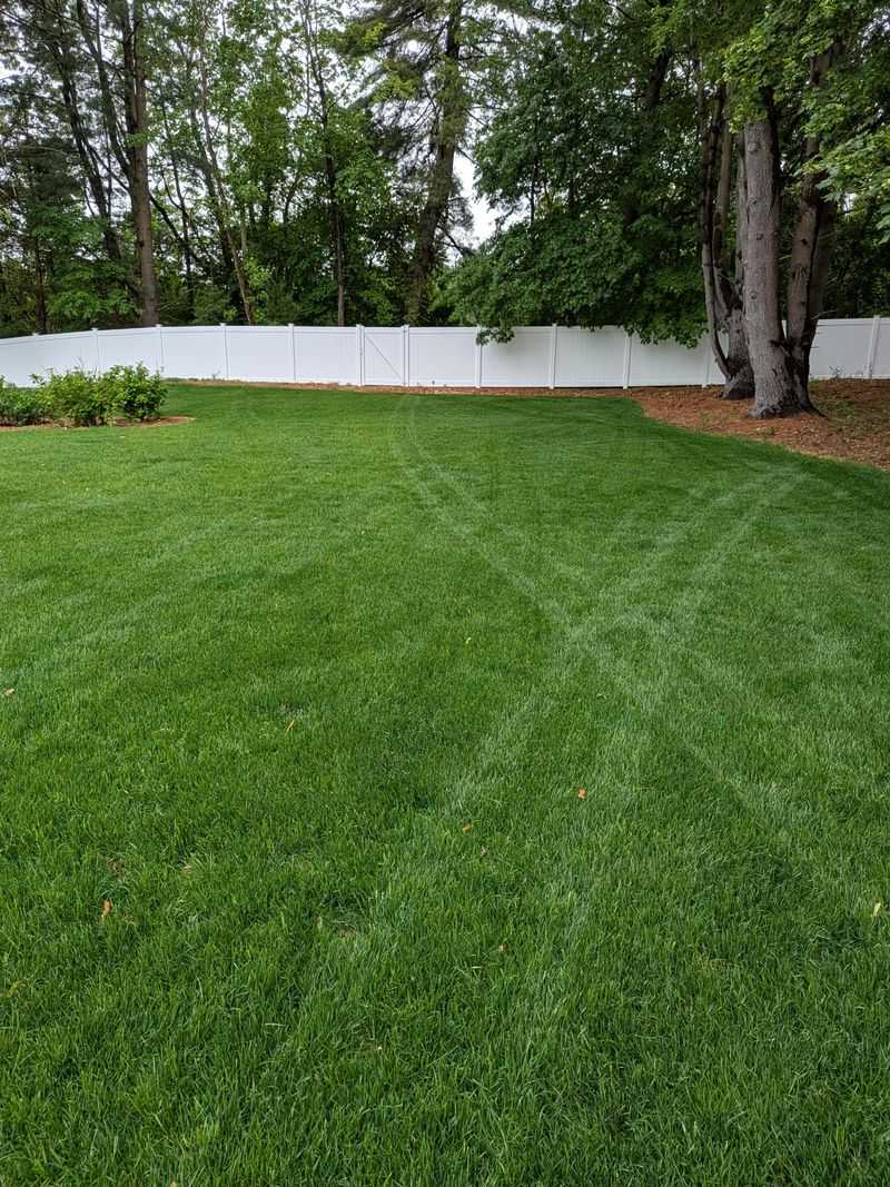 Today's Turf-Type Varieties Aren't Old Kentucky 31 Today's Turf-Type Varieties Aren't Old Kentucky 31