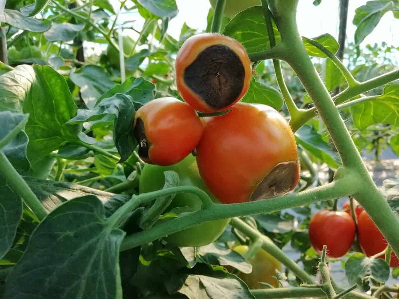 Tomatoes And Leafy Greens Love The Extra Calcium Tomatoes And Leafy Greens Love The Extra Calcium