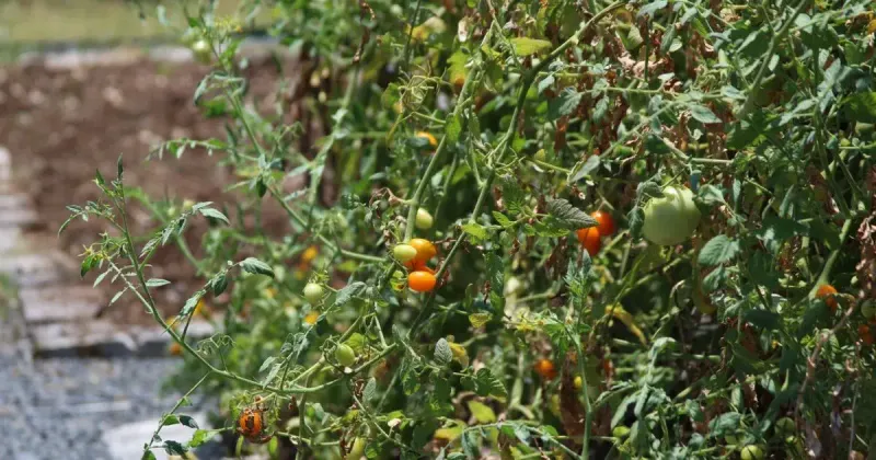 Tomatoes Stall Out In Texas Fall Weather