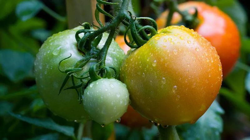 Tomatoes With A Blush Ripen Best Indoors Tomatoes With A Blush Ripen Best Indoors