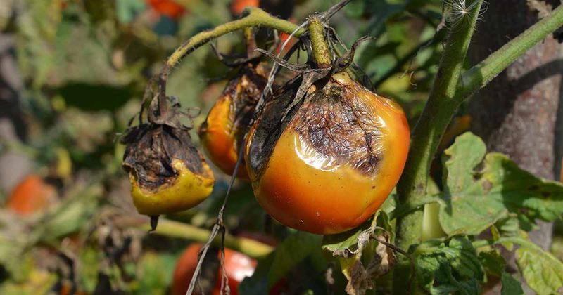 Tomatoes With Late Blight Belong In The Trash Tomatoes With Late Blight Belong In The Trash