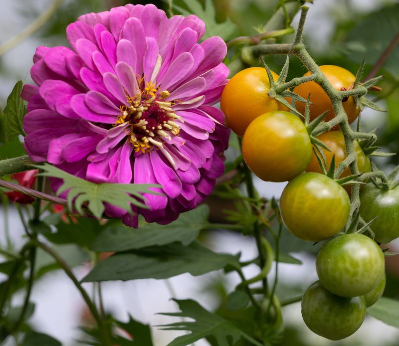 Tomatoes Tomatoes