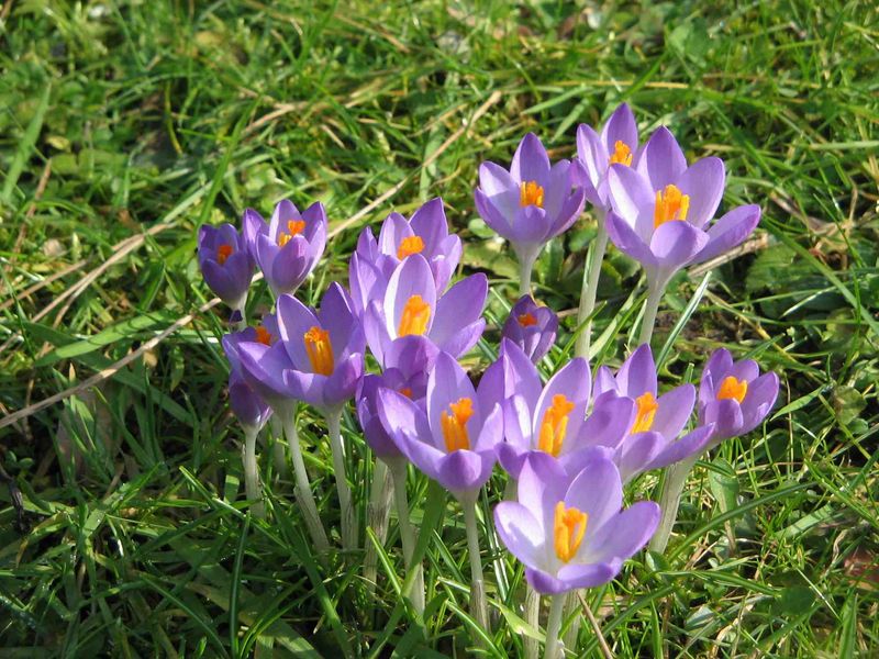 Tommie Crocus Is The Little Bulb Squirrels Pass Over