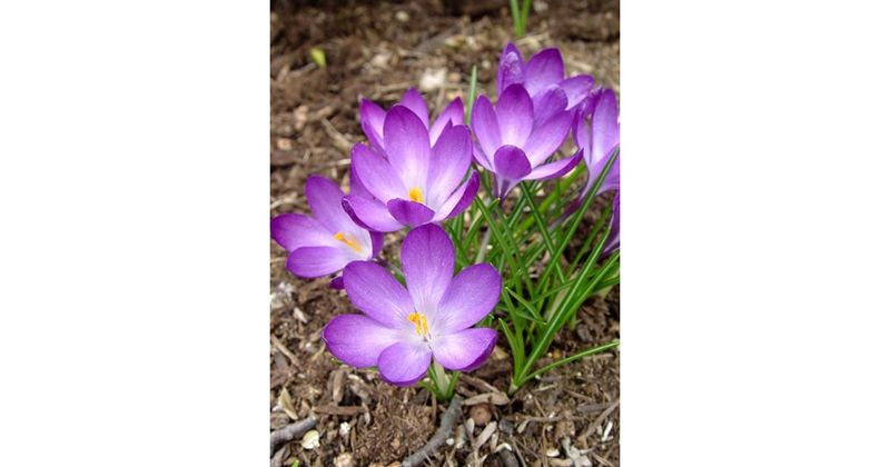 Tommies, The Crocus Squirrels Usually Skip Tommies, The Crocus Squirrels Usually Skip