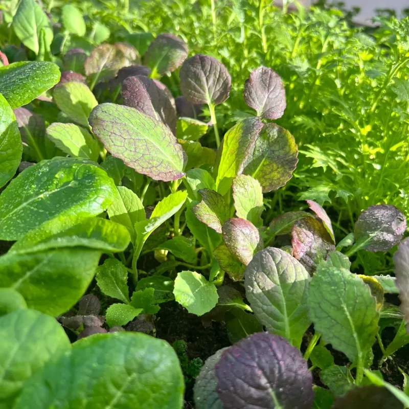 Too Little Sun Stretches The Plants Too Little Sun Stretches The Plants