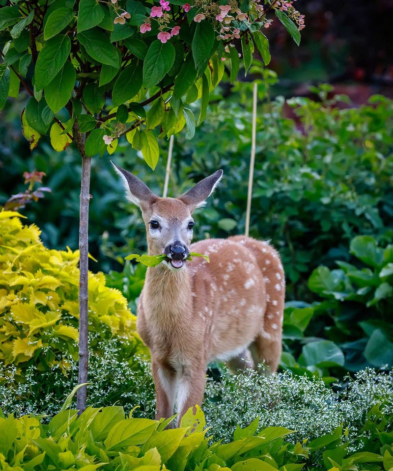 Too Many Deer Are Damaging Forests And Yards Too Many Deer Are Damaging Forests And Yards