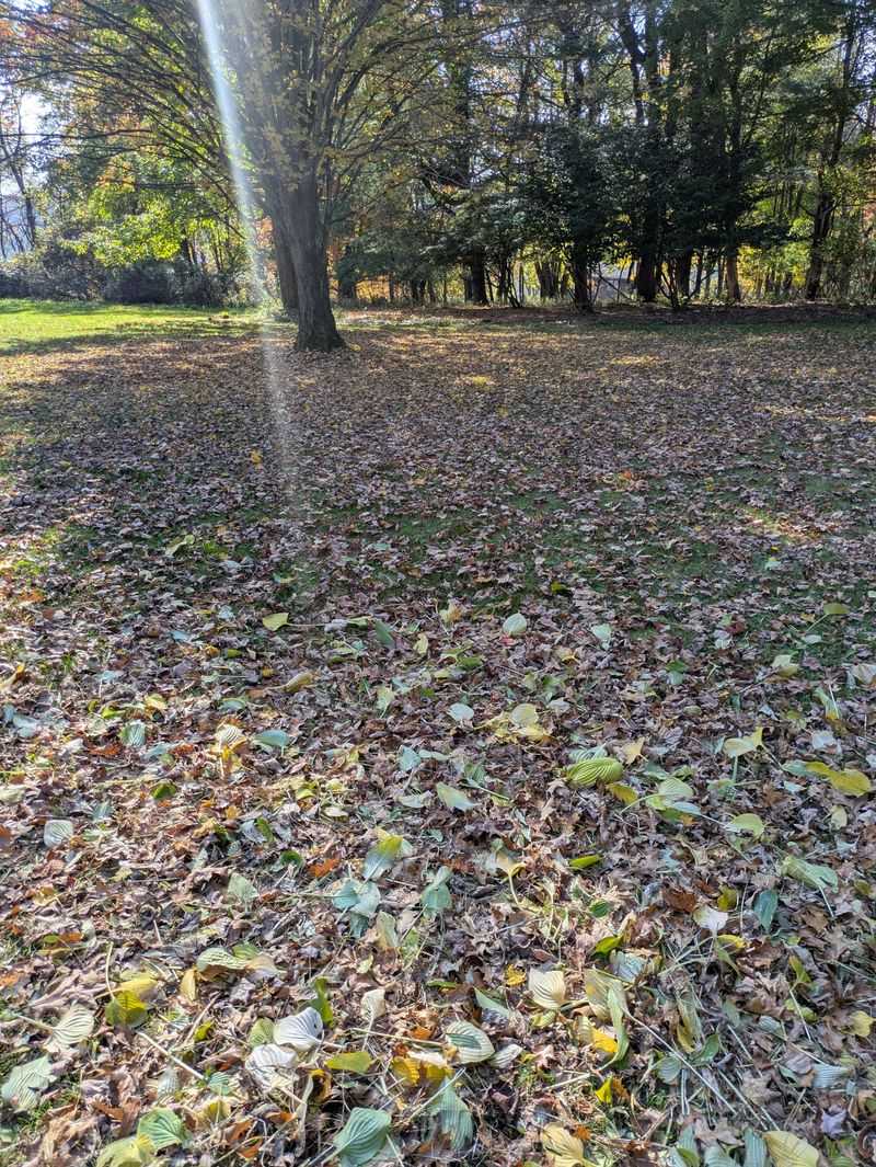 Too Many Leaves Can Still Smother The Grass Too Many Leaves Can Still Smother The Grass